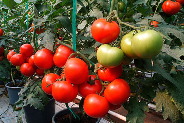 белфорт томат характеристика