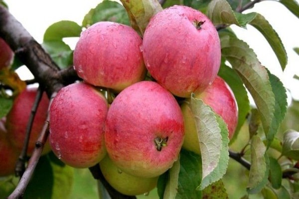 боровинка яблоня описание