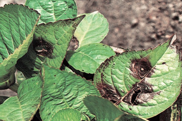 Почему скручиваются листья у гортензии древовидной фото и лечение