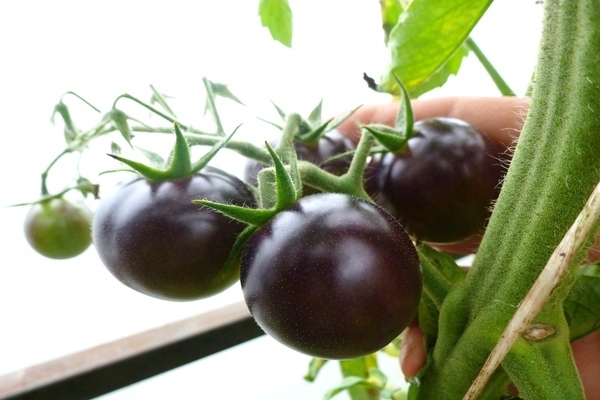 фото черных помидор