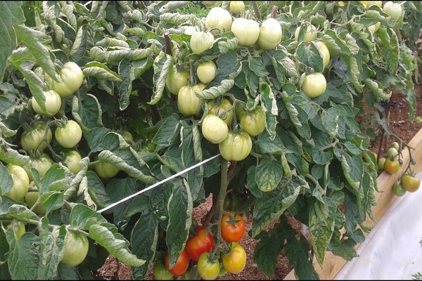 описание томатов дубовый лес