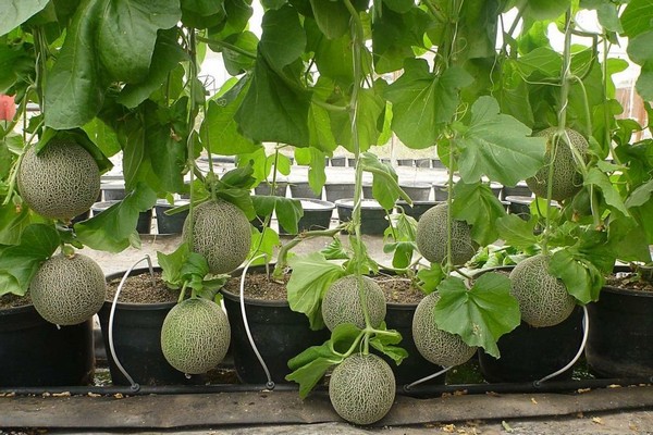 выращивание дыни +в теплице