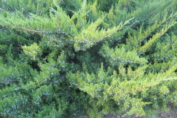 Вечнозеленые растения крыма фото и описание