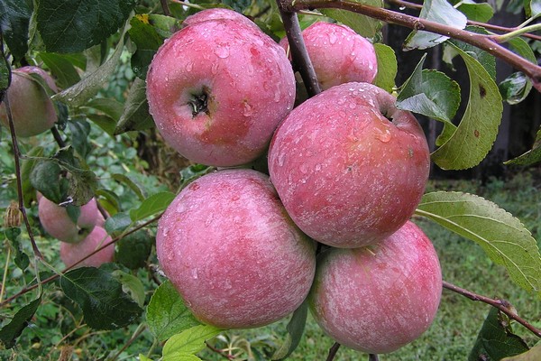 новые сорта яблонь