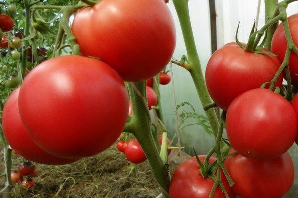 томаты любовь характеристика