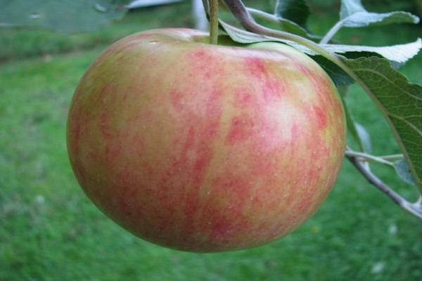 медовая яблоня фото