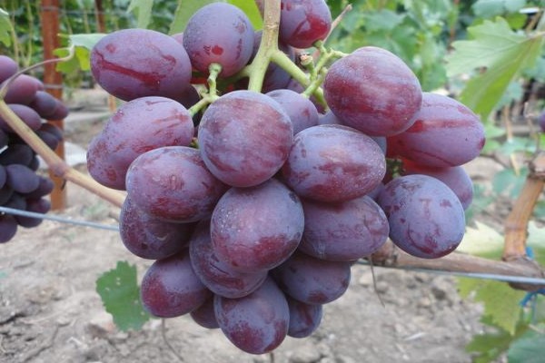 виноград низина описание сорта