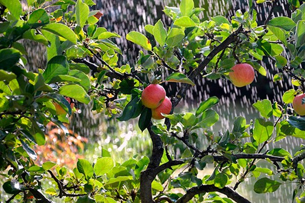 полив яблони летом