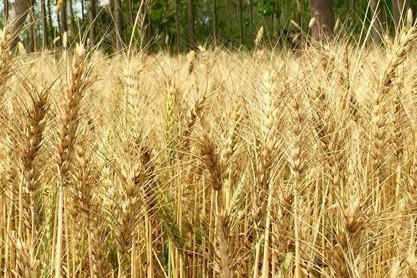 пшеница как сидерат плюсы и минусы
