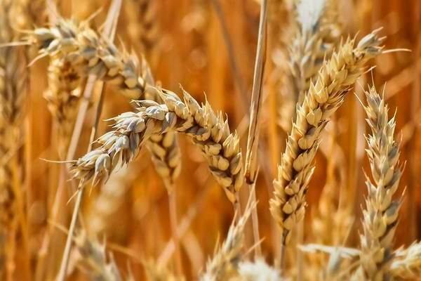 пшеница как сидерат осенью