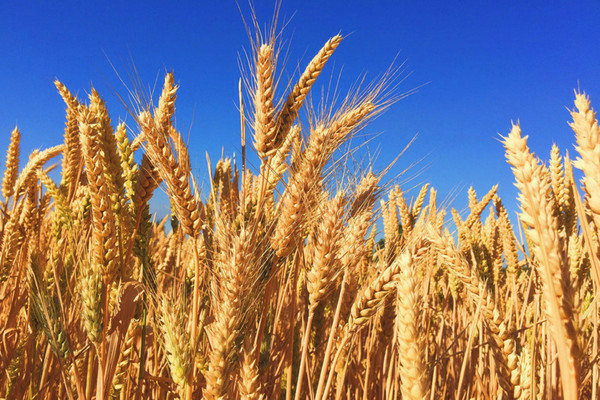 озимая пшеница как сидерат