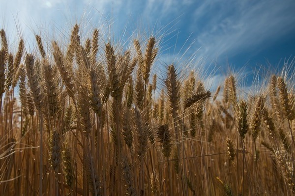 сидерат пшеница достоинства и недостатки
