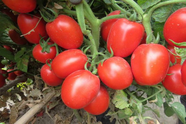томат столыпин характеристика
