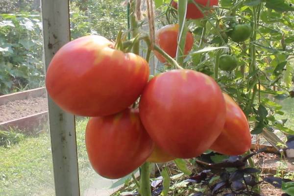 томатный фарш