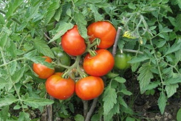 томат сибирский описание сорта
