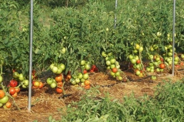 сибирский томат отзывы фото