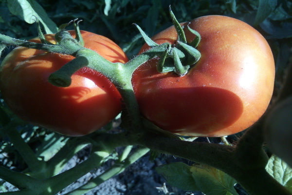томаты большая мамочка описание