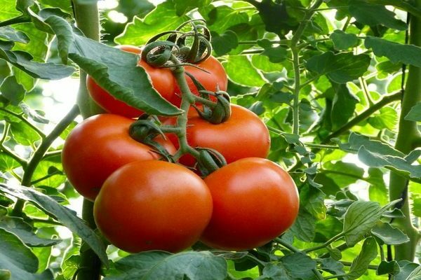 tomat mahitos1.zkOQZ