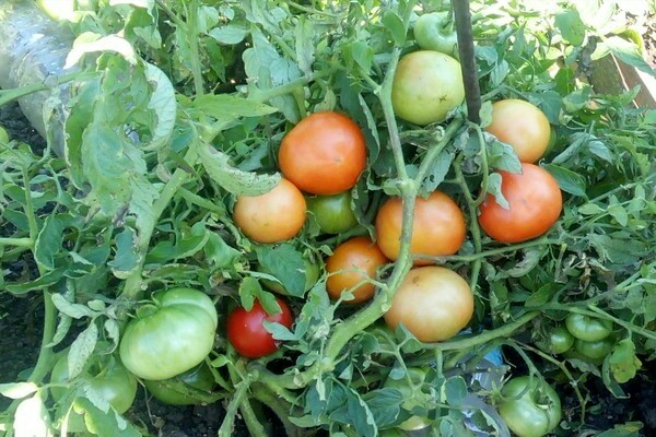 Как растут помидоры монгольский карлик фото и описание