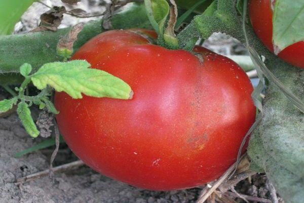 томаты москвич фото