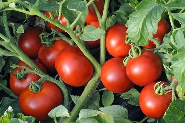 tomat olya4.SbpCV