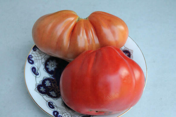 томаты пузата хата описание сорта