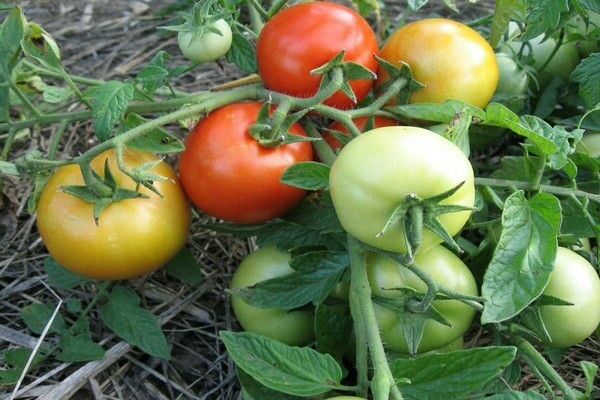 томаты санька описание сорта