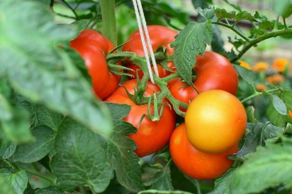 томат верлиока f1 отзывы фото урожайность