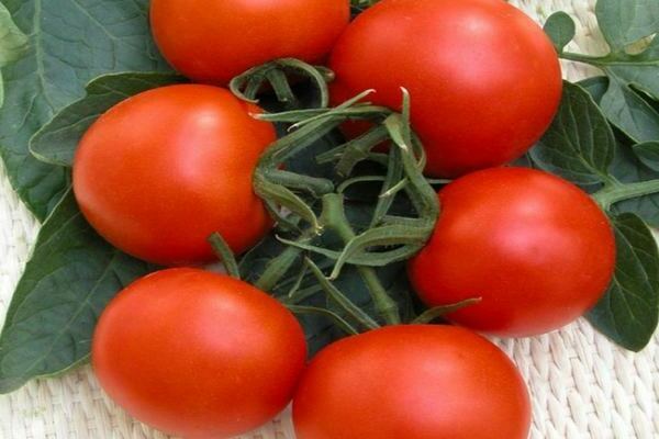 томаты верлиока f1 отзывы