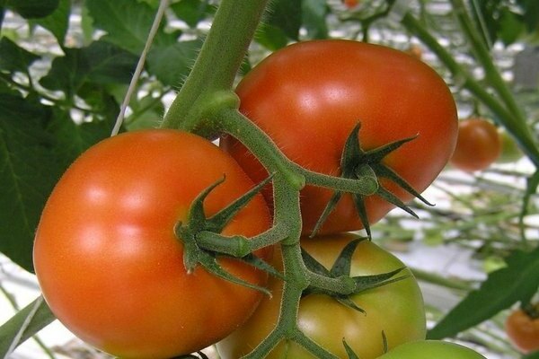 томат верлиока f1 отзывы фото
