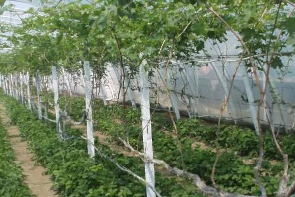 выращивание винограда +в теплице +в подмосковье 
