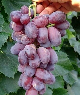 Байконур (виноград): характеристики, описание сорта и фото