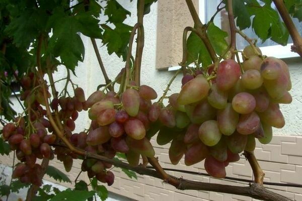 виноград Дубовский розовый