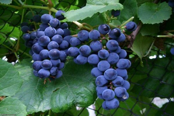 зилга виноград описание