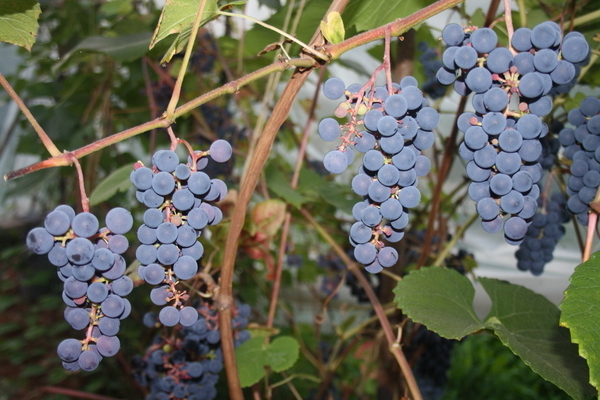 Виноград Зилга: характеристики, уход, выращивание + фото и видео