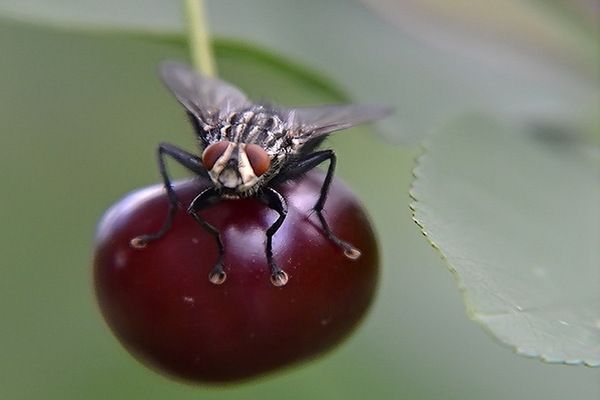 вишневая муха
