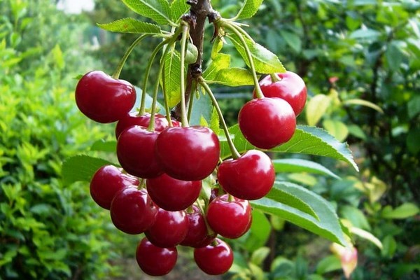 вишня обыкновенная плодовые +и ягодные культуры