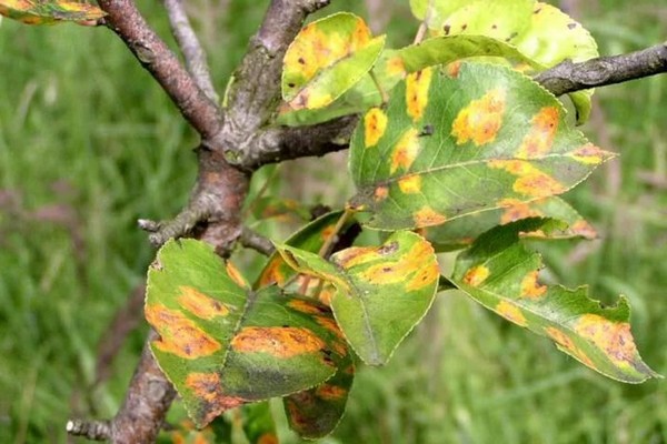 заболевание листьев яблони