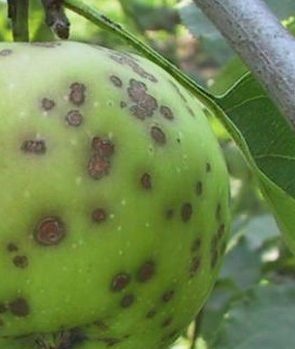 Заболевания яблонь - как их выявить и как лечить