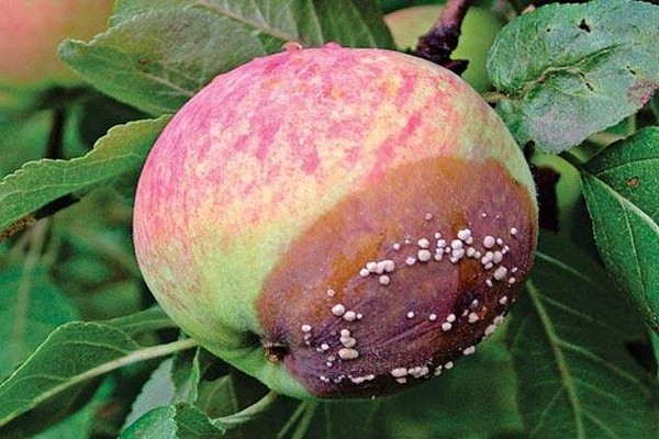 почему трескаются яблоки 