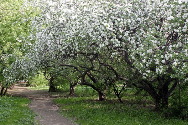 яблоневый сад