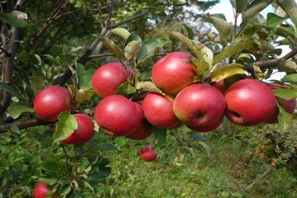 яблоня вишневая описание фото