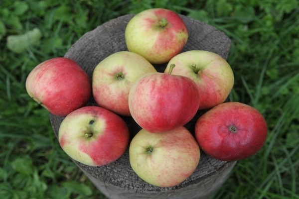 Лучшие сорта яблони для Подмосковья какие можно посадить на даче с фото