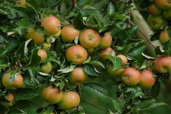 Лучшие сорта яблони для Подмосковья какие можно посадить на даче с фото