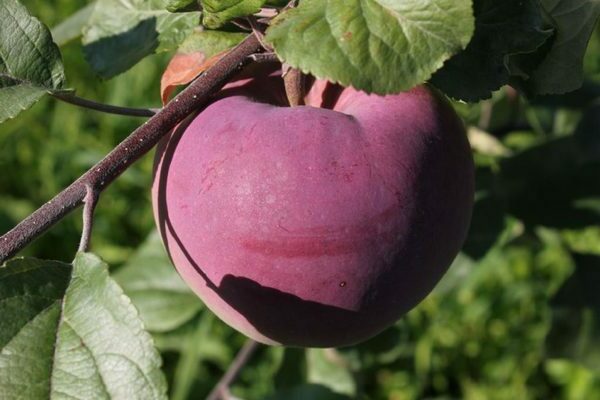 Jabloň Bryansk růžová: výhody odrůdy, tipy na výsadbu a péči