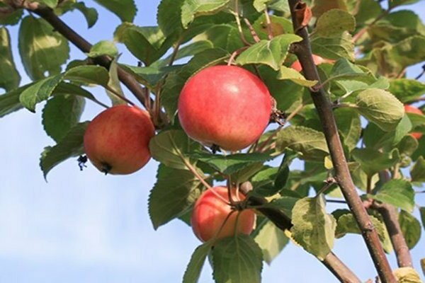сорта яблонь для Сибири