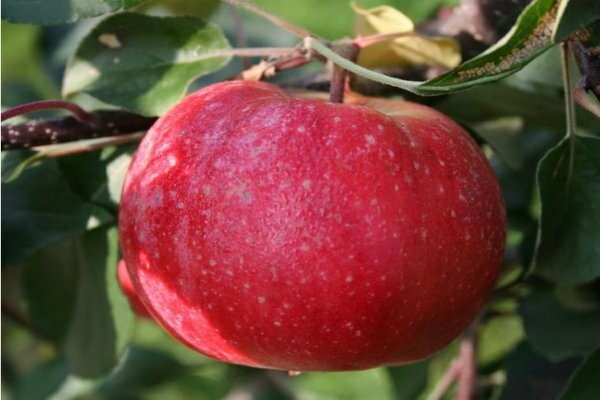 Сорта яблок с красной мякотью