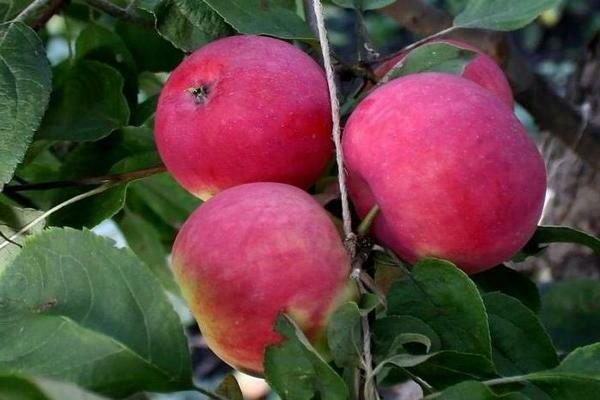 Лучшие сорта декоративных яблонь: посадка и уход