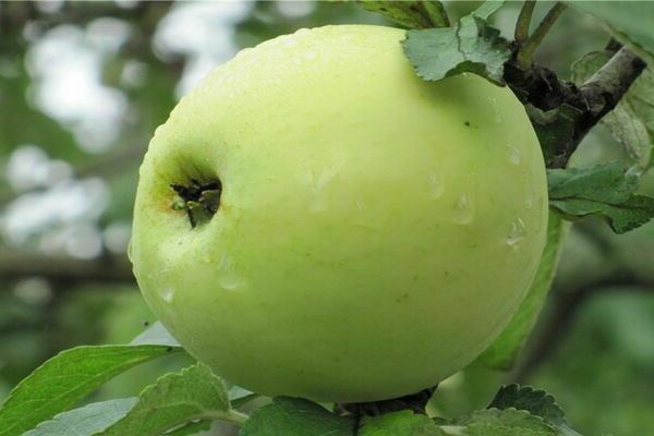 На какой год плодоносит яблоня после посадки