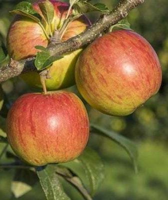 Яблоня подарок садоводам описание и характеристики сорта выращивание